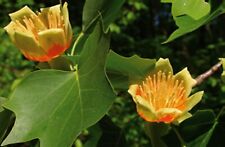 7ft tulip tree for sale  OXFORD