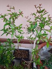 Bonsai punica granatum usato  Macerata Campania