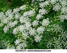 Used, Queen Anne's Lace- 500 Seeds- BOGO 50% off SALE for sale  Shipping to South Africa