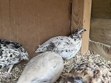 Rare pansy fee Quail hatching eggs for sale  RADSTOCK