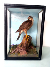 taxidermy parrot for sale  HYTHE
