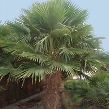 Seeds trachycarpus fortunei for sale  Shipping to Ireland