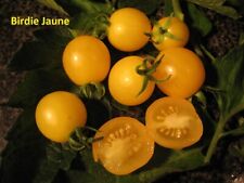 Tomaten bio saatgut gebraucht kaufen  Berlin