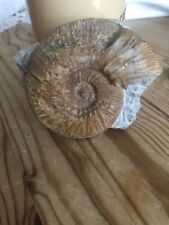 Ammonit fossilien matrix gebraucht kaufen  Alsdorf