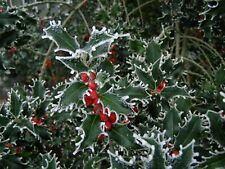 Varigated holly tree for sale  MOELFRE