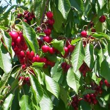 Wiśnia kolumnowa samopłodna Sweetheart Drzewo owocowe Słodkie wiśnie 80cm / 140cm na sprzedaż  PL