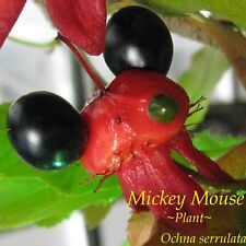 Mickey mouse plant for sale  Haleiwa