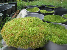 Sphagnum moss sphagnum for sale  CARMARTHEN