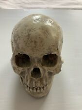 Ornamental human skull for sale  DONCASTER