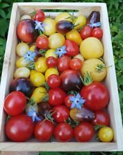 Bunte tomaten mischung gebraucht kaufen  Sollstedt