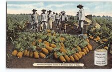 1910s hawaiian pineapple for sale  Kirkland