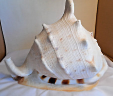 Large natural seashell for sale  Winona