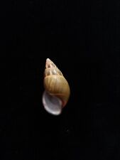 Used, sea shell Amphidromus maculiferus, 44.4mm for sale  Shipping to South Africa