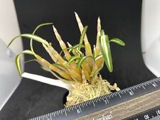Dendrobium moniliforme vareiga for sale  Santa Barbara