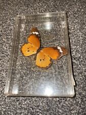 Plain tiger butterfly for sale  AYLESBURY