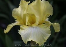 Schwertlilie iris maui gebraucht kaufen  Markt Bibart
