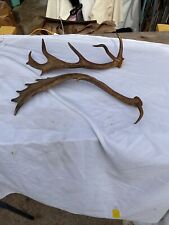 Fallow deer antlers for sale  Sapulpa