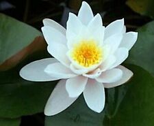 Water lily white for sale  South Amboy