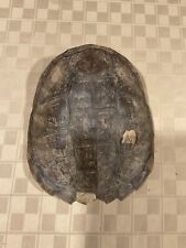 Turtle shell real for sale  Peoria