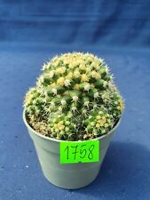 Mammillaria eichlamii  1758p for sale  Shipping to South Africa