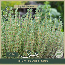 Pot thymus vulgaris for sale  Portville