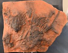 Crinoide fossile syphocrinite d'occasion  Forcalquier