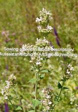 Nepeta cataria catnip gebraucht kaufen  Langenfeld (Rheinland)