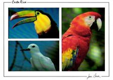 Tropical birds keel for sale  Pelham