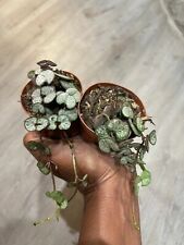 Rare variegated string of heart string of glory silver glory ceropegia woodii si for sale  Shipping to South Africa