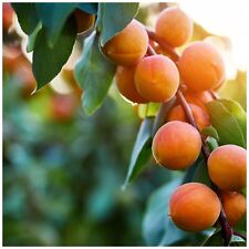 Apricot bergeron tree for sale  NEWTOWNARDS