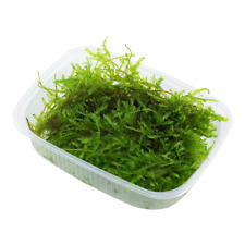 Java moss christmas for sale  PLYMOUTH