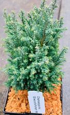 Chamaecyparis lawsoniana ellwo for sale  Mount Pleasant