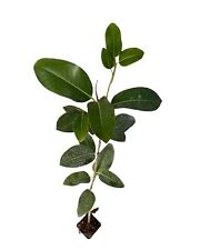 Pianta ficus benghalensis usato  Terlizzi