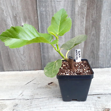 Black madeira fig for sale  Batesburg