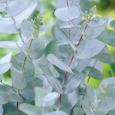 Eucalyptus gunnii azura for sale  UK