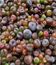 lithop seeds for sale  WREXHAM