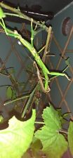 Greenbean stick insect for sale  DUNMOW