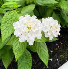 Lantana white plants for sale  Manvel