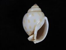 Sea shell Semicassis faurotis 67mm ID#7248, used for sale  Shipping to South Africa