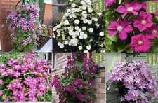 Clematis flower seeds for sale  Goldsboro
