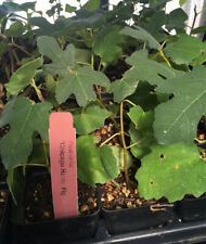 Chicago hardy fig for sale  San Diego