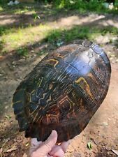 Lg. turtle shell for sale  Canton