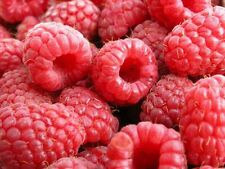 Giant red raspberry for sale  ROCHDALE