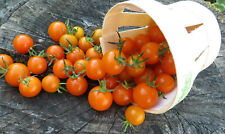 10 graines de tomate Venus Orange cherry ultra précoce...pot balcon terrasse  segunda mano  Embacar hacia Argentina