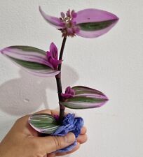 Tradescantia nanouk albiflora for sale  MANCHESTER