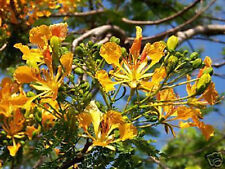 Delonix regia yellow for sale  Miami