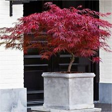 Acer tree japanese for sale  LIVERPOOL