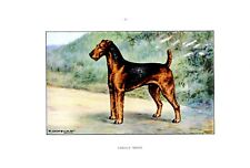 Hunting dog...airedale terrier d'occasion  Saint-Cyprien
