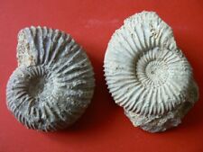 Lot ammonites bajocien d'occasion  Pavilly