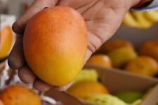 Grafted mango alphonso for sale  USA